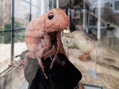 ...e nella bacheca accanto una pulce dal pelo sintetico. Entrambi sono animatronici, si possono cio� muovere attraverso l�utilizzo di componenti elettronici e robotici